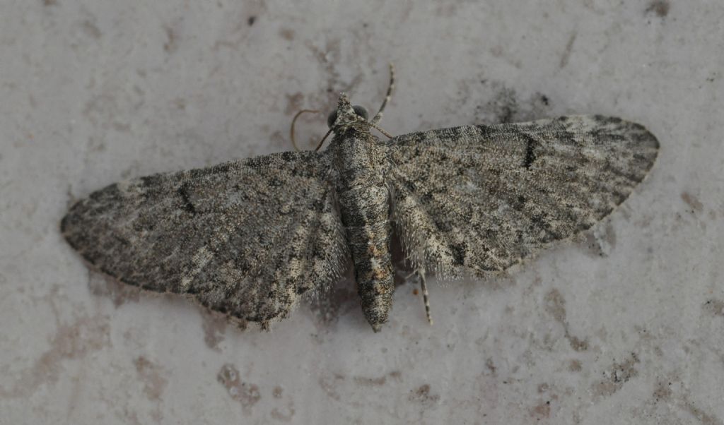 Geometridae da id (2) - Eupithecia sp.